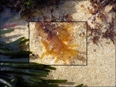 Nitophyllum punctatum