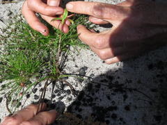 Pauridia linearis