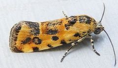 Spragueia perstructana