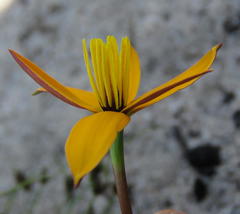 Pauridia linearis