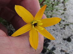 Pauridia linearis
