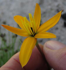 Pauridia linearis