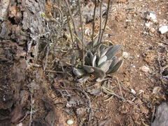 Crassula cotyledonis