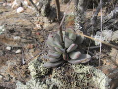 Crassula cotyledonis