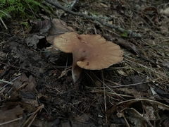 Microporellus