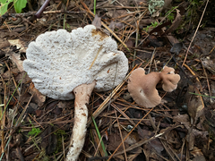 Microporellus