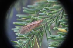 Onocosmoecus unicolor