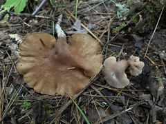 Microporellus