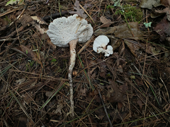 Microporellus