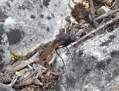 Satyramoeba hetrusca