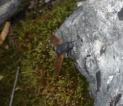 Satyramoeba hetrusca