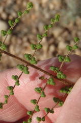 Cheilanthes parviloba