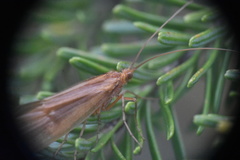 Onocosmoecus unicolor