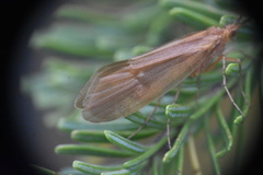 Onocosmoecus unicolor