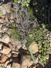 Cheilanthes parviloba