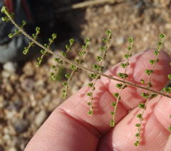 Cheilanthes parviloba