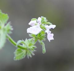 Stachys bolusii