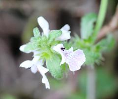 Stachys bolusii