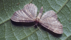 Eupithecia immundata