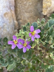 Fagonia capensis