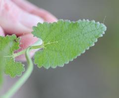 Stachys bolusii