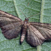 Eupithecia immundata - Photo (c) cossus, algunos derechos reservados (CC BY-NC)