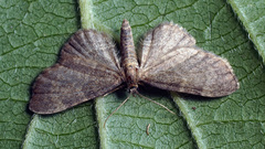 Eupithecia immundata