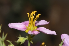 Fagonia capensis