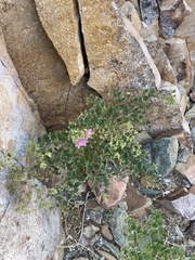 Fagonia capensis