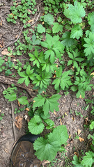 Hydrophyllum virginianum