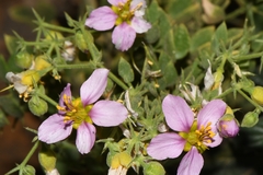Fagonia capensis