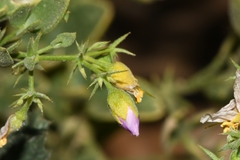 Fagonia capensis