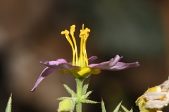 Fagonia capensis