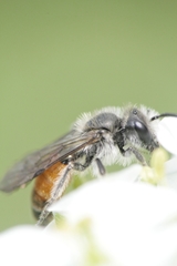 Andrena pellucens