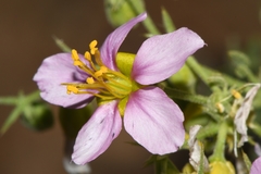 Fagonia capensis