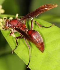 Polistes gigas