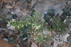 Fagonia capensis