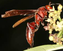 Polistes gigas