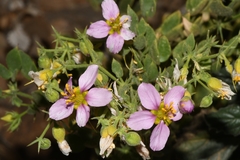 Fagonia capensis