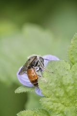 Andrena pellucens