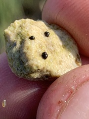 Pyrgulopsis basiglans