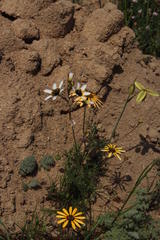Ixia monadelpha