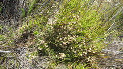 Erica nutans