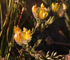 Aspalathus tridentata tridentata