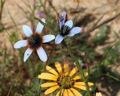 Ixia monadelpha