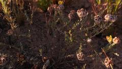 Aspalathus tridentata tridentata