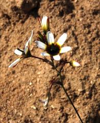 Ixia monadelpha