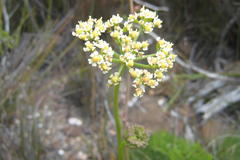 Nanobubon capillaceum