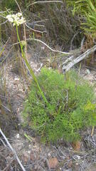 Nanobubon capillaceum