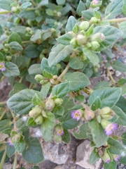 Allionia choisyi